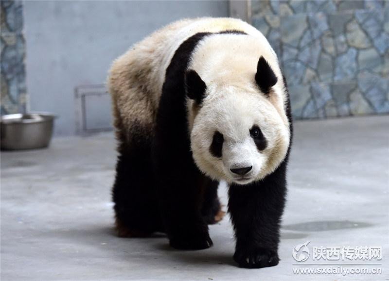 2月2日,游客带着孩子在熊猫馆观看憨态可掬的熊猫秦秦、明明。春节七天长假,西安秦岭野生动物园迎来了近6万游客,很多游客专程带着孩子到熊猫馆观赏熊猫秦秦和明明,它们吃竹子专注劲,爬梯子小心劲,以及憨态可掬的模样,惹得孩子们笑声不断。陕西日报记者 袁景智摄