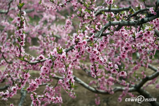 渭南市大荔县两宜镇人口_渭南市大荔县苏村中学(2)