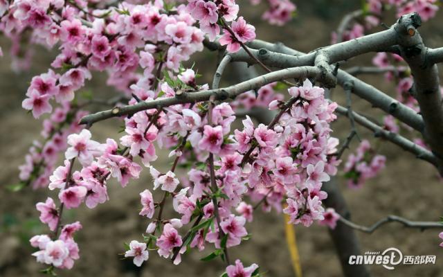 渭南市大荔县两宜镇人口_渭南市大荔县苏村中学(2)