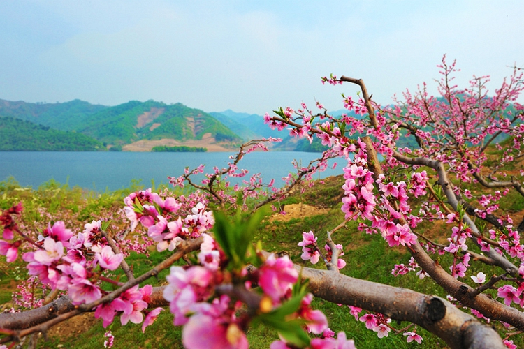 "在那桃花盛开的地方,有我可爱的故乡,桃树倒映在明净的水面,