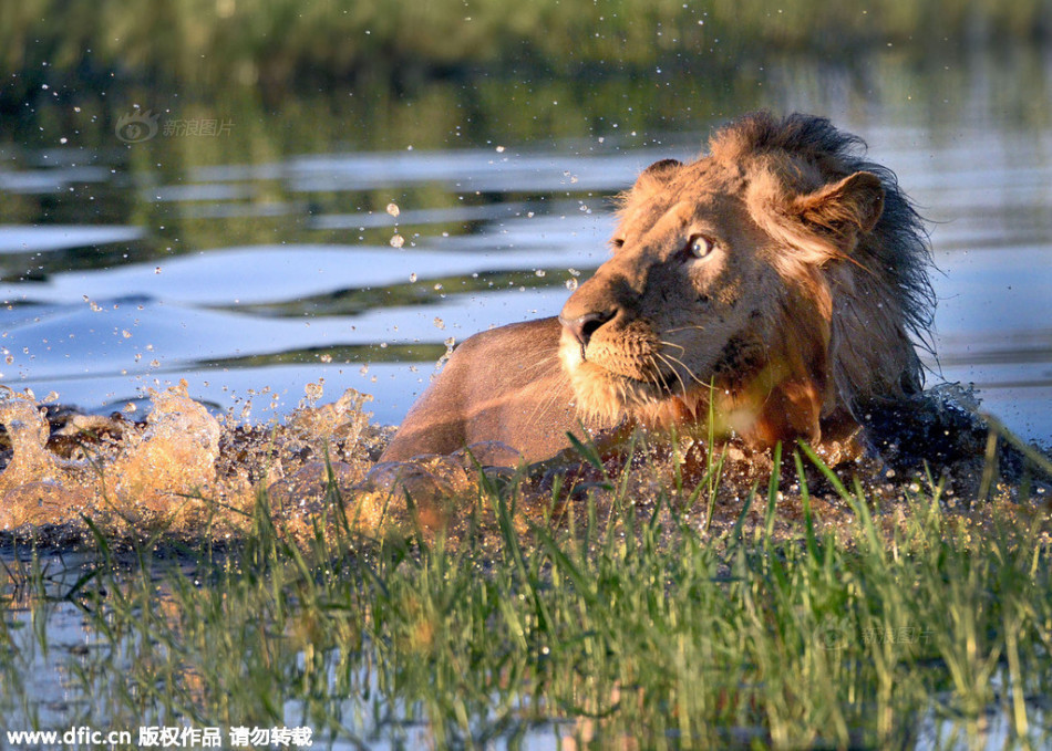 南非旅行偶遇狮子(2)图片 南非旅行偶遇狮子(2