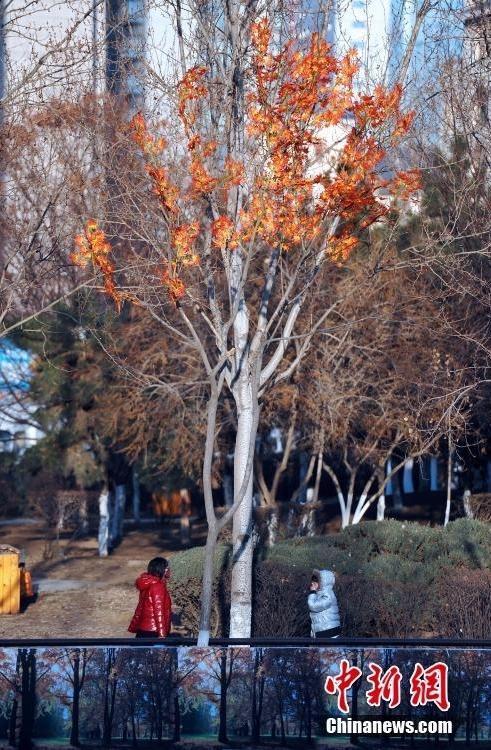  沈阳大树装假树叶 (2)图片  沈阳大树装假树叶 (2