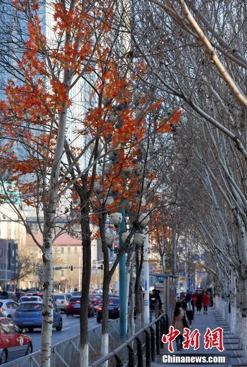  沈阳大树装假树叶 (2)图片  沈阳大树装假树叶 (2