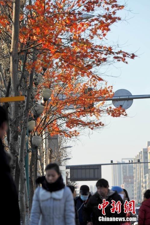  沈阳大树装假树叶 (2)图片  沈阳大树装假树叶 (2