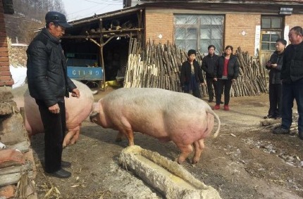 人口两头_两头身的q版人物