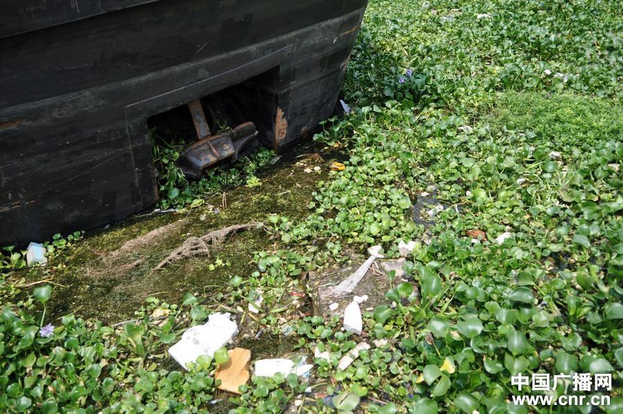 水葫芦的营养成份_中国紫薯网_一亩田农业网