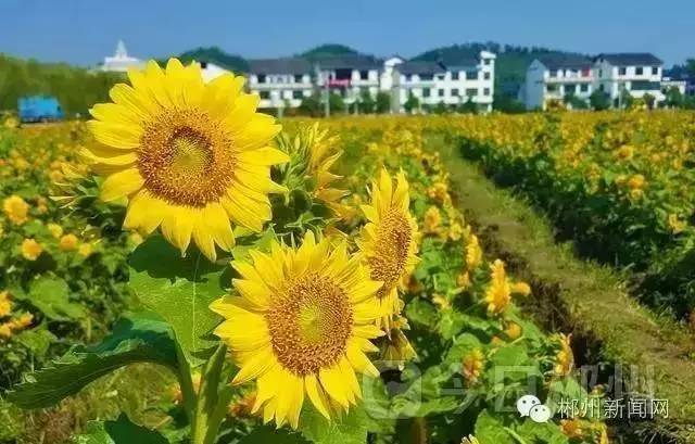 郴州北湖区华塘镇有多少人口