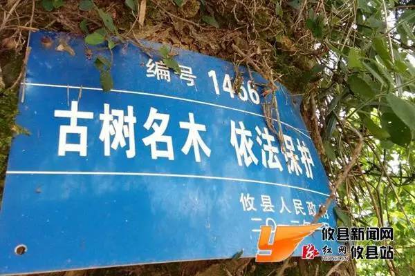 株洲网岭镇人口多少_版权所有 网岭镇人民政府 未经许可 不得转载 地址:株洲(2)