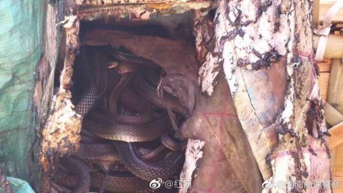 壳罢馀蛇,已移交森林公安进行进一步处置.