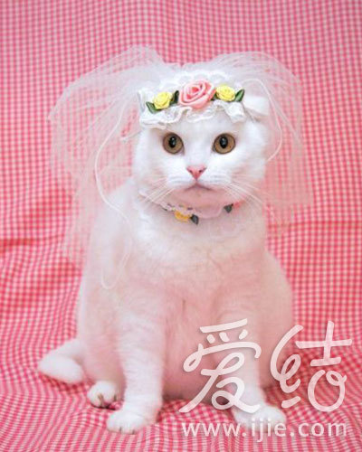 猫咪穿婚纱_可爱猫咪头像