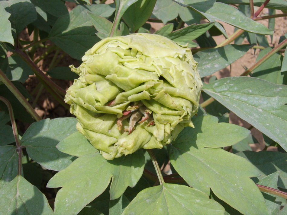 菏泽牡丹区人口_牡丹红(2)