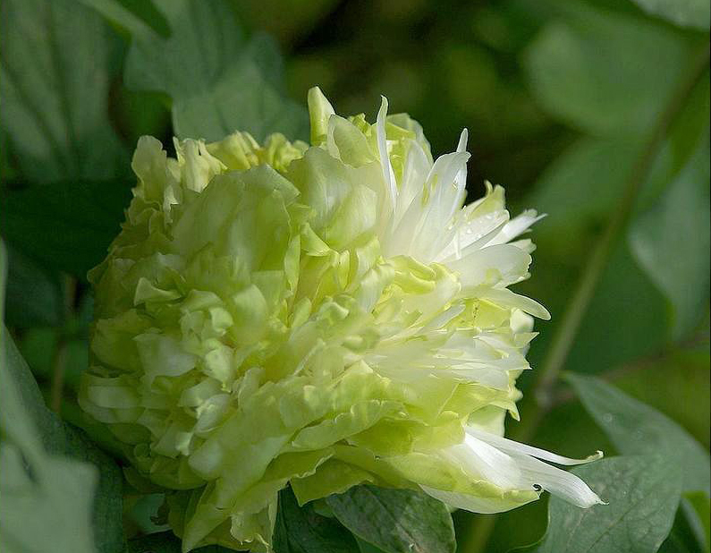菏泽牡丹区人口_牡丹红