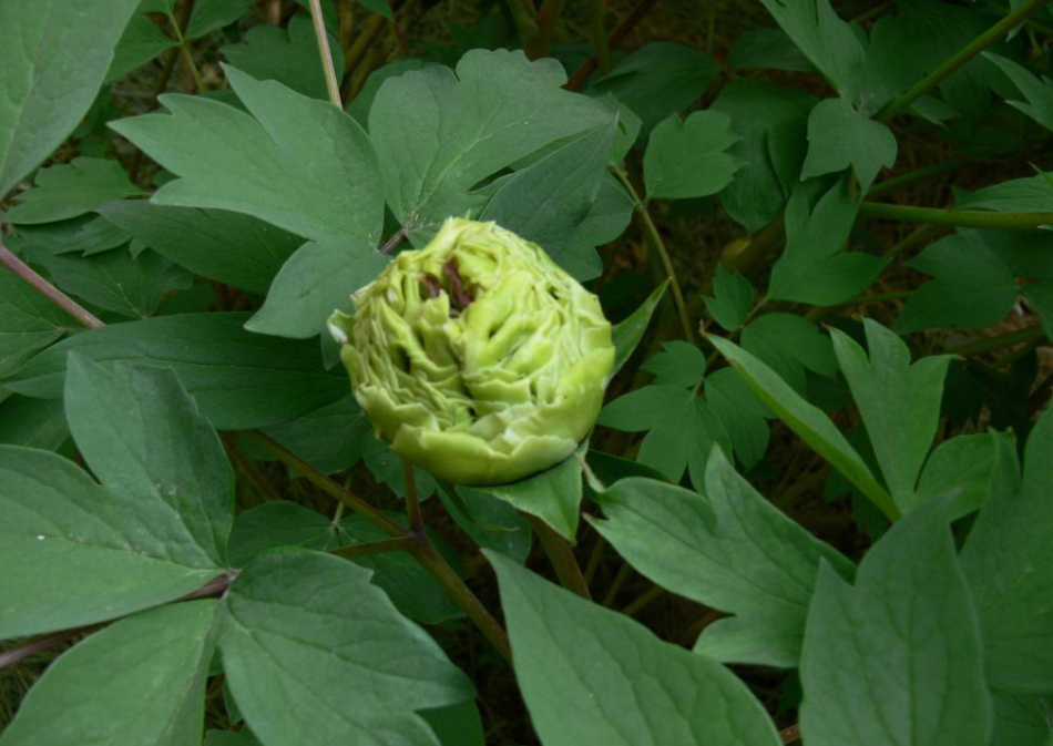 菏泽牡丹区人口_牡丹红