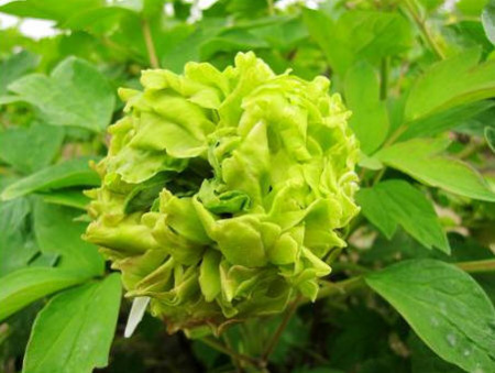 菏泽牡丹区人口_牡丹红
