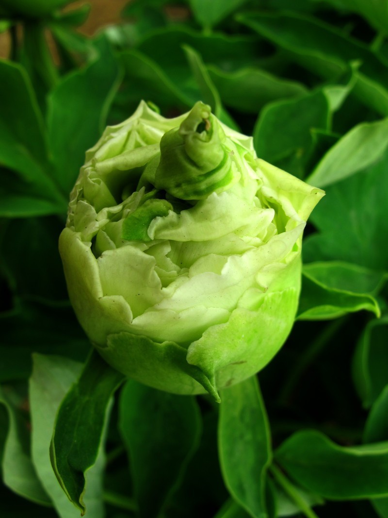 菏泽牡丹区人口_牡丹红(3)