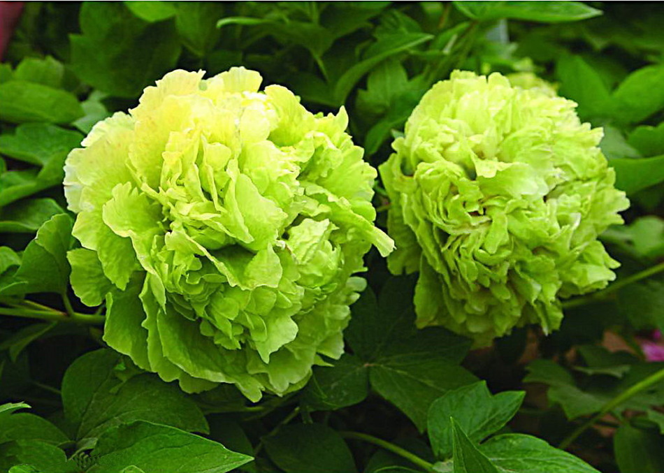 菏泽牡丹区人口_牡丹红