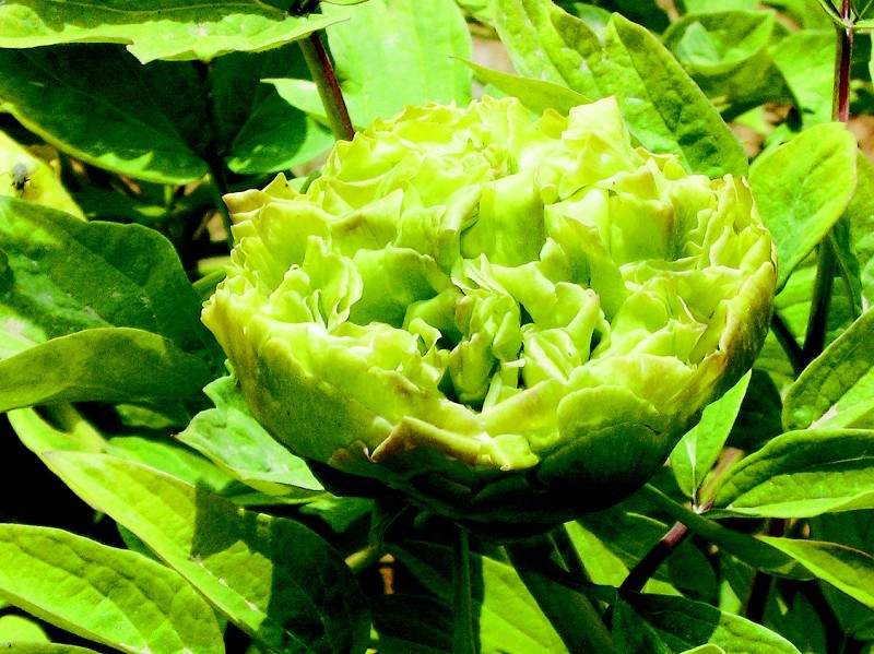菏泽牡丹区人口_牡丹红