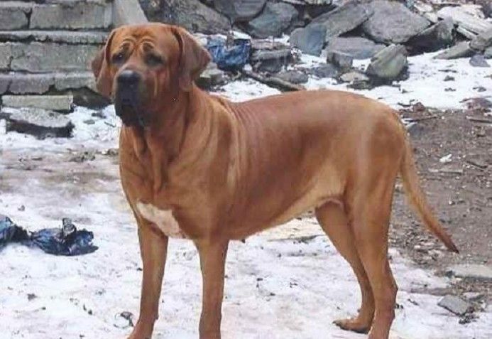 排名第一的犬