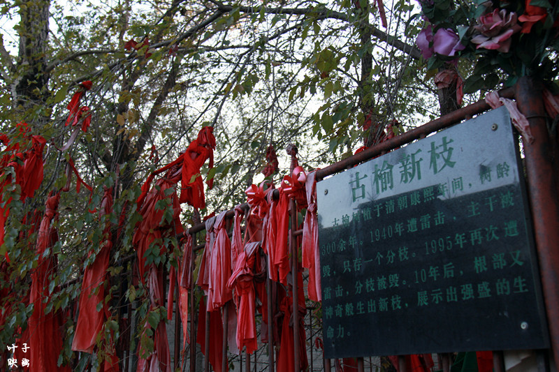 依兰人口_依兰爱情故事简谱图片