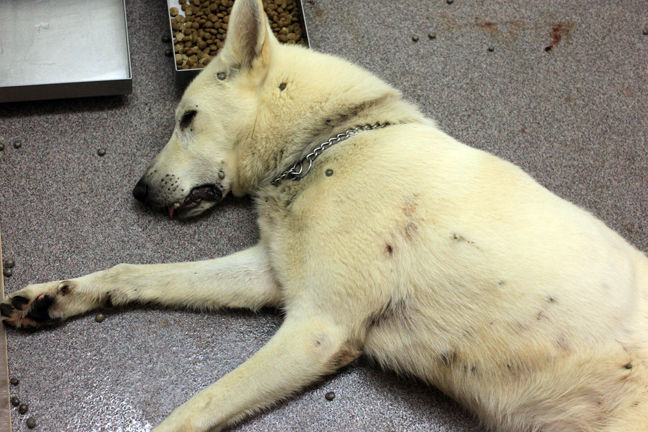 杀死人的动物 29253_1740851_819984.jpg