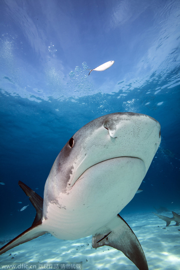 竹鼠嘴巴长脓,牙齿变成白色的,拉小便很臭,吃不