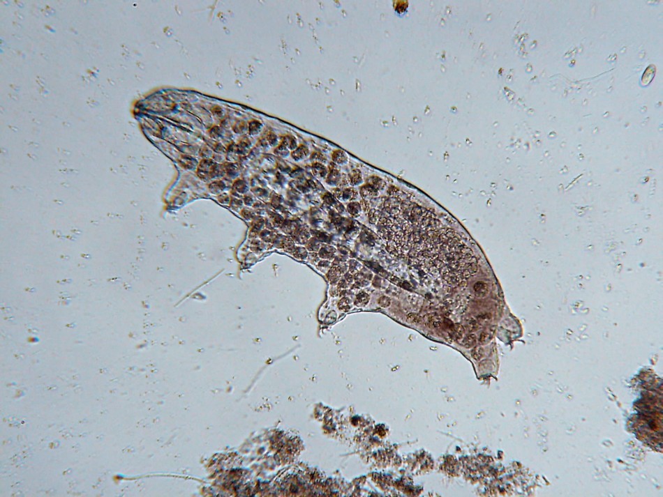 蚁群失去蚁后,若不产生新蚁后,蚁群多久会死?