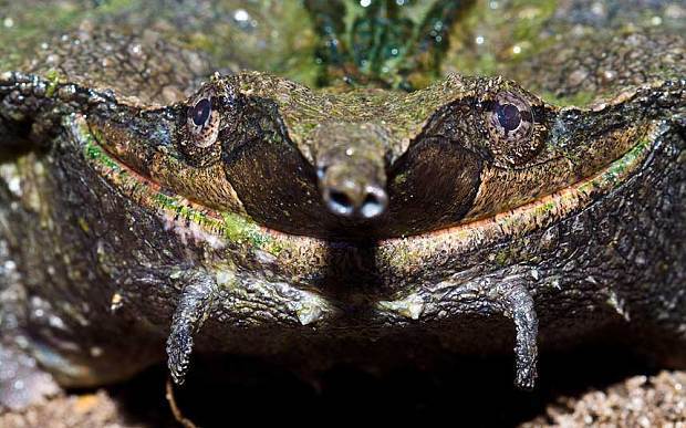 花椒树上的绿虫的用途-花椒树上的虫子
