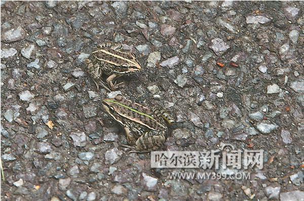 记者在现场看到,有几百只5厘米左右长的"小青蛙"在公厕的瓷砖地面上