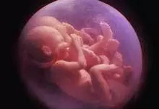 怎么才能怀孕多胞胎 29253_5040572_537466.jpg