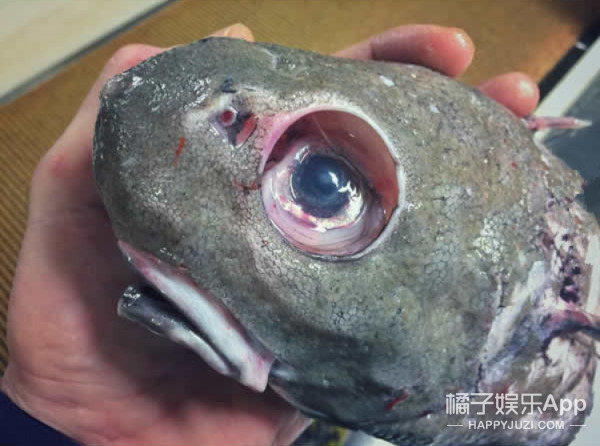 恐怖!看了这些深海怪鱼 再也不想吃海鲜了