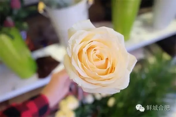 玫瑰总人口_玫瑰简笔画(3)