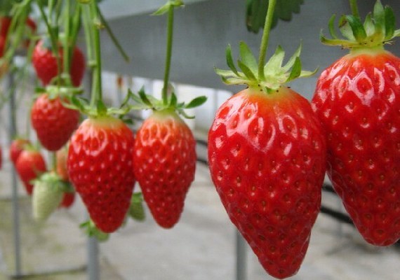 草莓啥时候采摘便宜呢 28161_5491895_484801.jpg