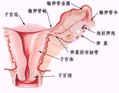女性生殖系统解剖图高清