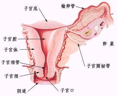 女性生殖系统解剖图高清