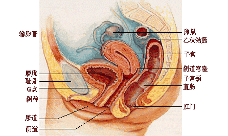 女性生殖系统解剖图高清