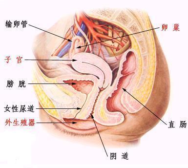 女性生殖系统解剖图高清