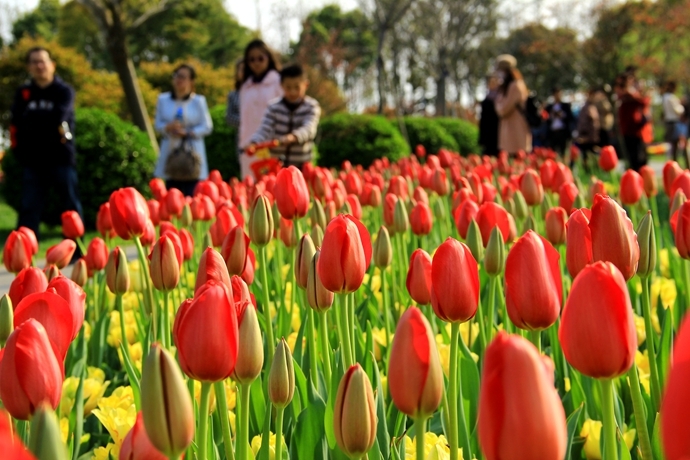 上海鲜花种植_鲜花种植图案_一束鲜花图片大全大图