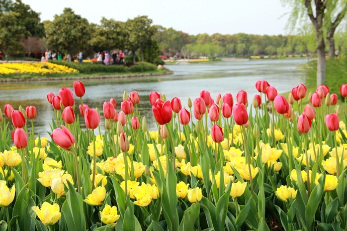 上海鲜花种植_鲜花种植图案_一束鲜花图片大全大图(4)