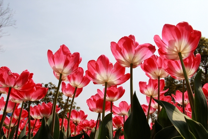 上海鲜花种植_鲜花种植图案_一束鲜花图片大全大图(4)