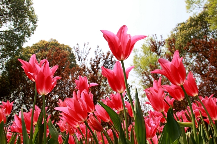 上海鲜花种植_鲜花种植图案_一束鲜花图片大全大图(4)
