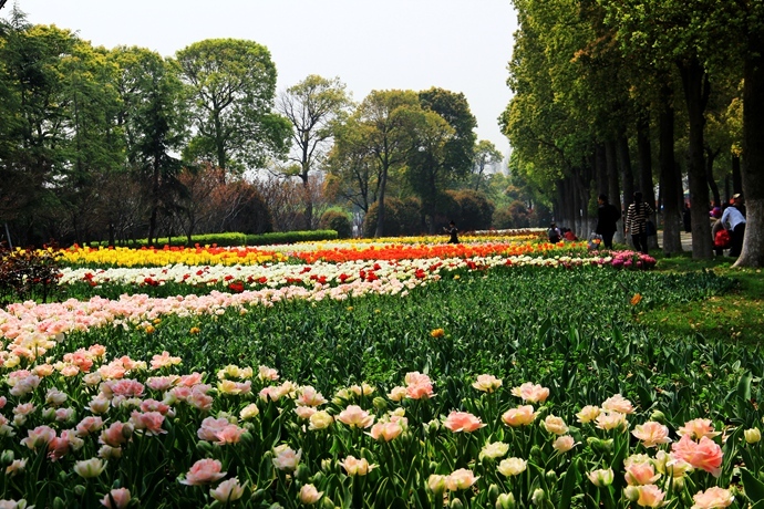 上海鲜花种植_鲜花种植图案_一束鲜花图片大全大图(4)