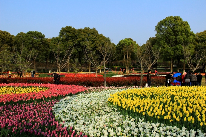 上海鲜花种植_鲜花种植图案_一束鲜花图片大全大图
