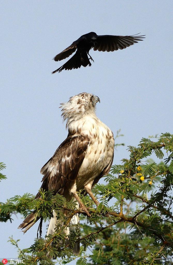 乌鸦老鹰石头猜成语_乌鸦啄老鹰的图片