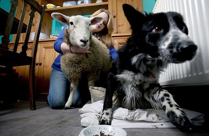 小羊让狗咬死后肉还能吃吗-被狗咬死了的鸡,它