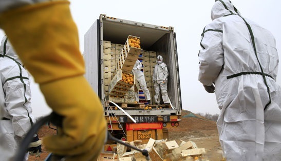 天津销毁20吨不合格进口水果 货值约1.4万欧元