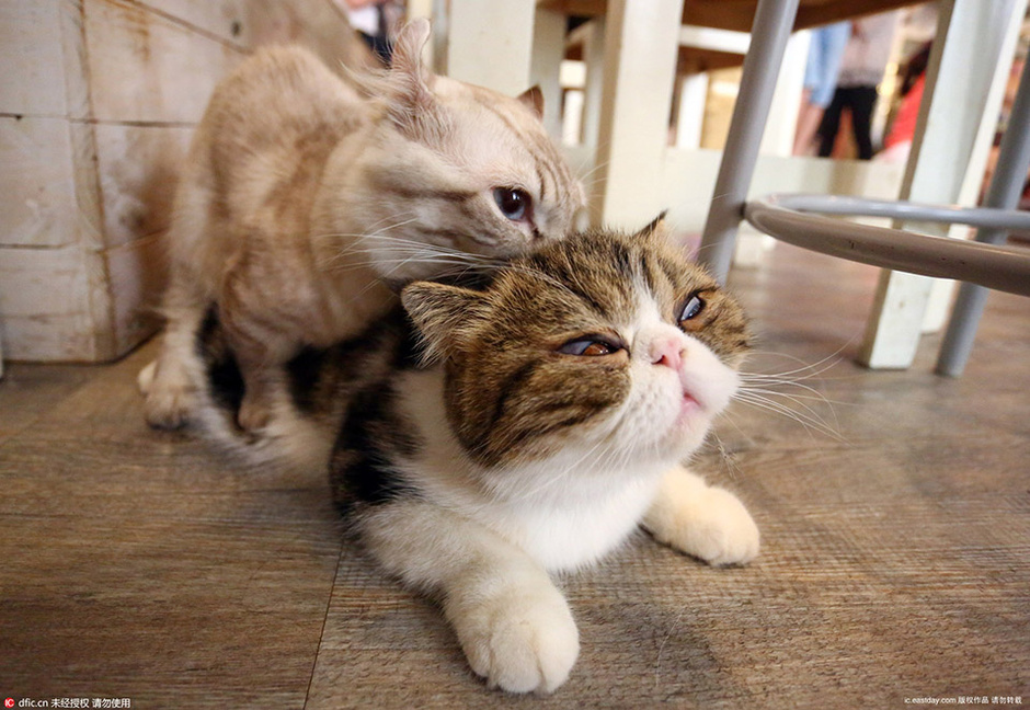 小猫咪可爱视频超萌喵星人 76724_4952010_253707.jpg