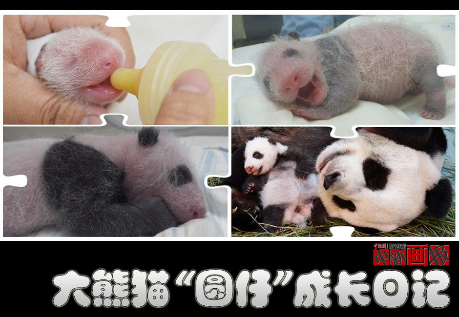 大熊猫"圆仔"的成长日记