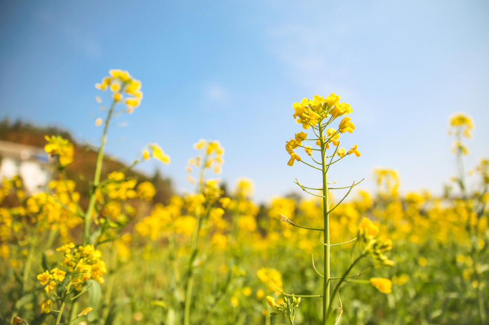 洛里-乐鱼app(leyu)官方网站-乐鱼官网