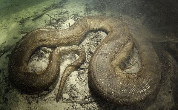 女人梦见蟒蛇,勇气与力量的象征——解读梦境中的挑战与胜利 女人梦见蟒蛇,勇气与力量的象征——解读梦境中的挑战与胜利