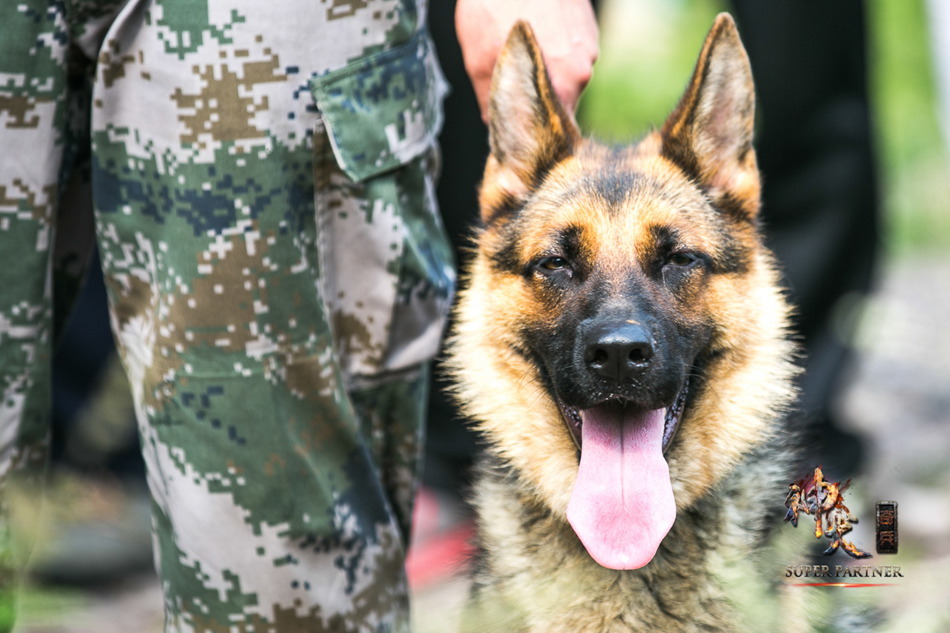 《神犬奇兵》预告片+精彩悬念扑朔迷离